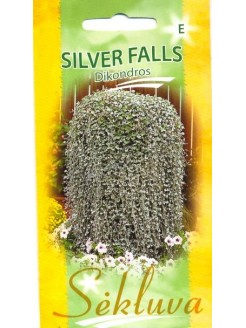 Dichondra srebrzysta 'Silver Falls' 10 nasion