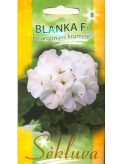 Pelargonia pasiasta 'Blanka' H, 5 nasion