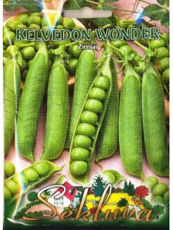 Groch 'Kelvedon Wonder'