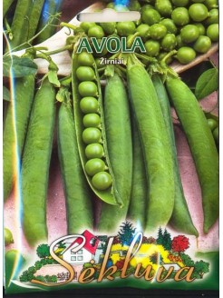 Groch zwyczajny 'Avola' 50 g