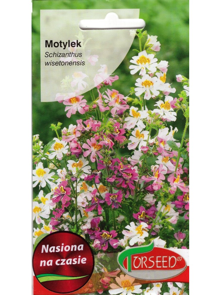 Motylek Wisetona 'Monarch' 1 g, mieszane Motylek Wisetona 'Monarch' 1 g, mieszane