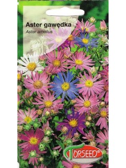 Aster gawędka 'Rudolf Goethe' 0,3 g