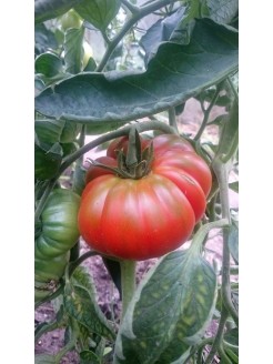 Pomidor zwyczajny 'Brutus' 0,2 g