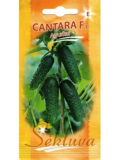 Ogórek 'Cantara' H, 20 nasion