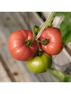 Pomidor zwyczajny 'Esmira' H,  100 nasion