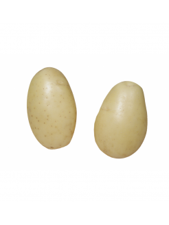 Bulvės sėklinės 'Queen Anne' 2 kg