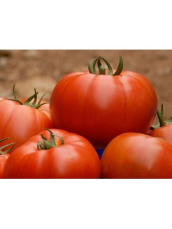 Pomidor zwyczajny 'Belle' H, nasiona w internecie