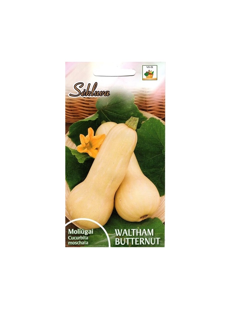 Dynia piżmowa 'Waltham Butternut' 1 g Dynia piżmowa 'Waltham Butternut' 1 g