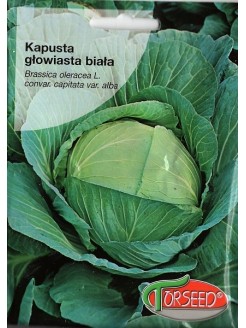 Kapusta głowiasta biała 'Dithmarscher Früher' 50 g