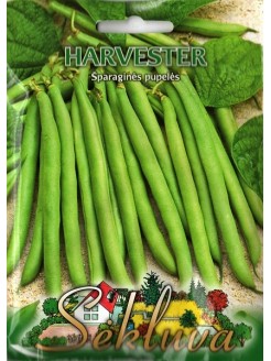 Fasola zwykła 'Harvester' 50 g