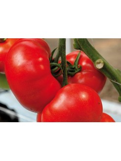 Pomidor zwyczajny 'Buran' H, 50 nasion
