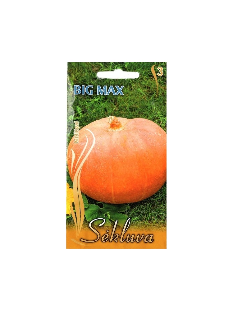 Dynia 'Big Max', 7 nasion