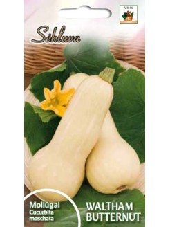 Dynia piżmowa 'Waltham Butternut' 25 g