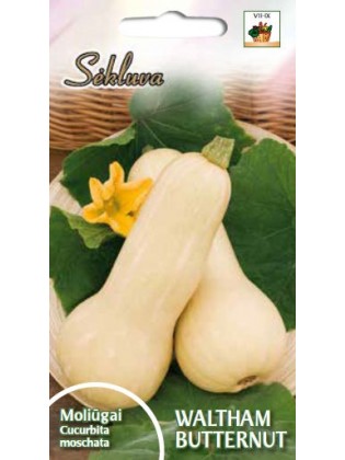 Dynia piżmowa 'Waltham Butternut' 25 g