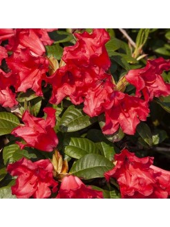 Rododendras 'Hania' 1 vnt.