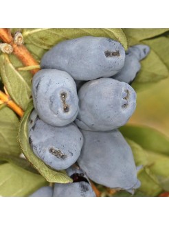 Sausmedžiai melsvauogiai 'Boreal Beauty', 1 vnt