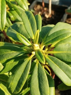 Rododendras 'Hania' 1 vnt.