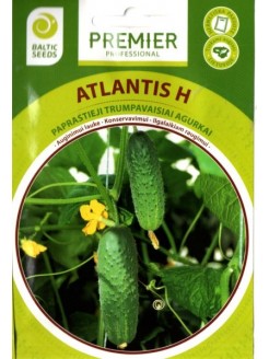 Ogórek siewny 'Atlantis' H, 60 nasion