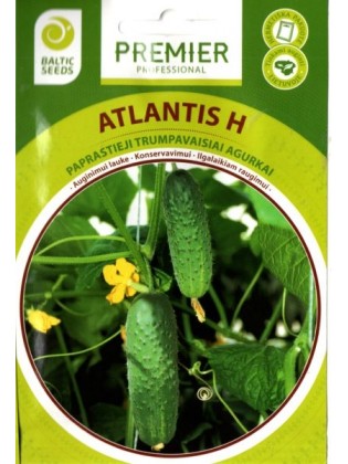 Ogórek siewny 'Atlantis' H, 60 nasion