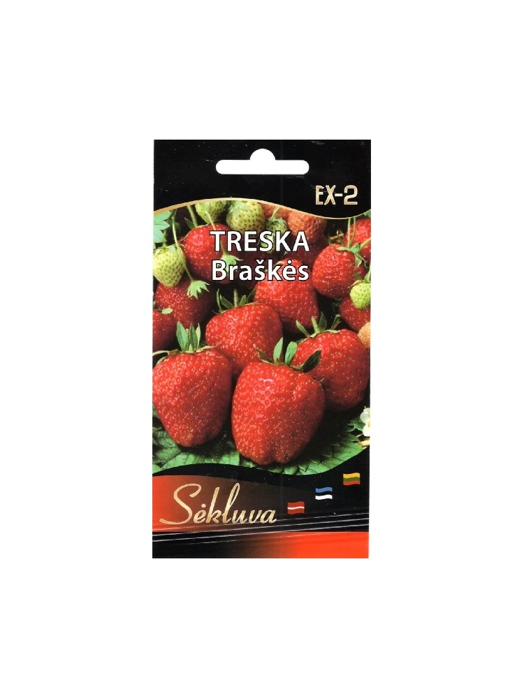 Truskawka 'Treska' 30 nasion Truskawka 'Treska' 30 nasion