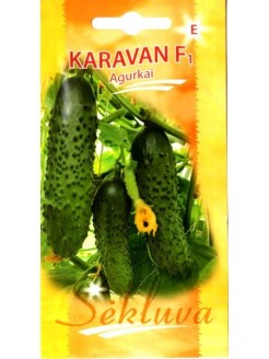 Ogórek siewny 'Karavan' H, 25 g