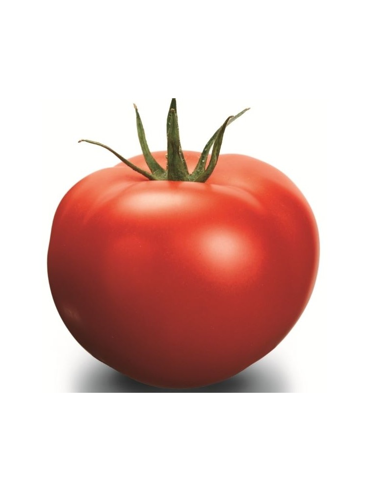 Pomidor 'Delfine' H, 100 nasion
