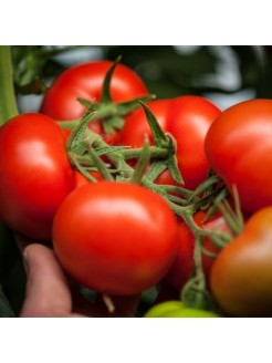 Pomidor 'Raissa' H, 100 nasion