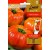 Pomidor 'Buffalosun' H, 10 nasion