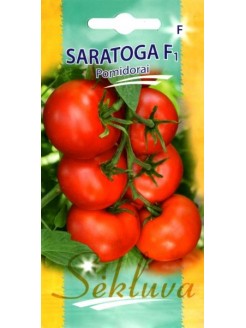 Pomidor 'Saratoga' H, 8 nasion