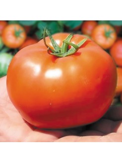 Pomidor 'Bobcat' H, 100 nasion
