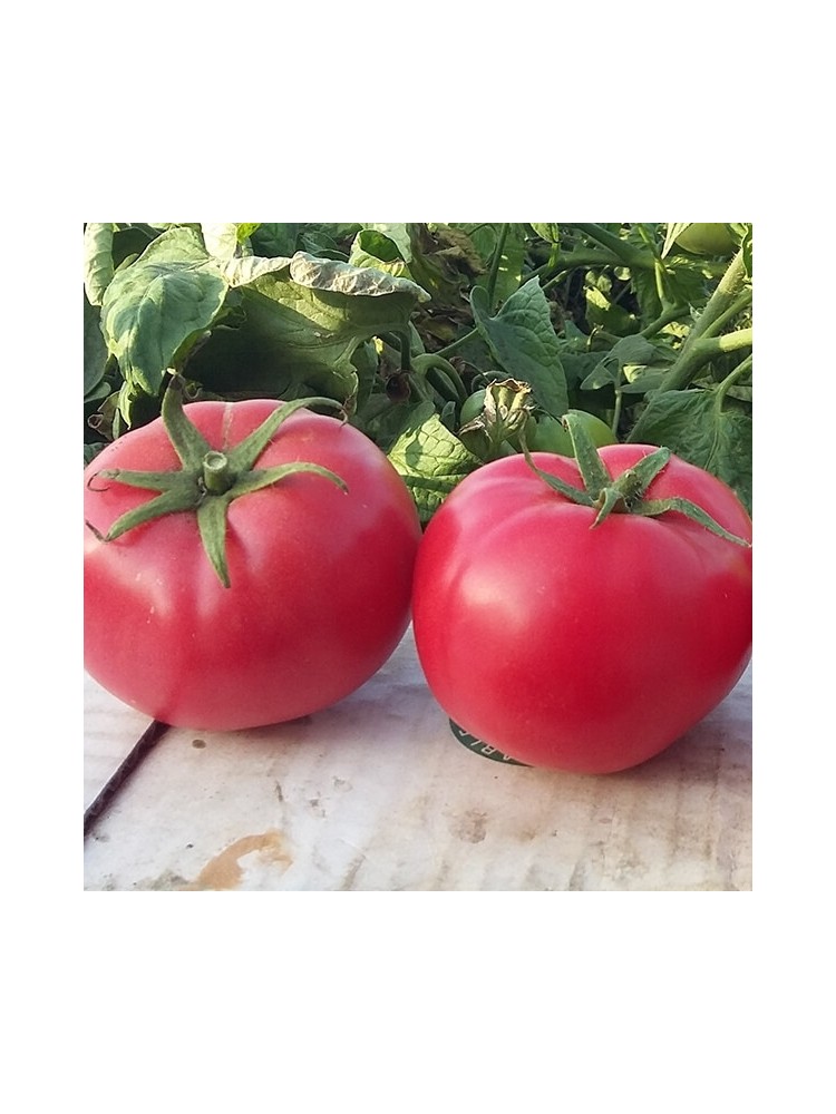 Pomidor 'Hapynet' H, 100 nasion