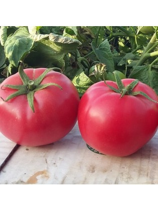 Pomidor 'Hapynet' H, 100 nasion