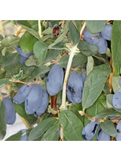 Sausmedžiai melsvauogiai 'Honeybee', 1 vnt