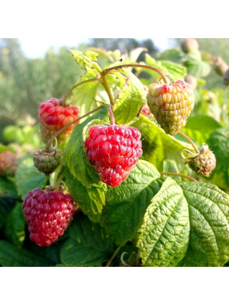 Malina właściwa 'BonBonBerry® ‘Yummy’', 1 szt.