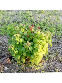 Malina właściwa 'BonBonBerry® ‘Yummy’', 1 szt.