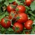 Pomidor 'Chibli' H, 100 nasion