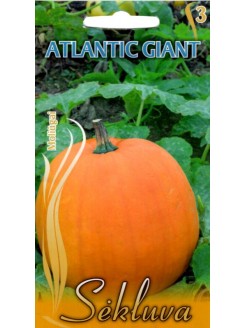 Dynia 'Atlantic Giant', nasiona w internecie