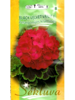 Pelargonia pasiasta 'Black velvet Vailit' H, 5 nasion