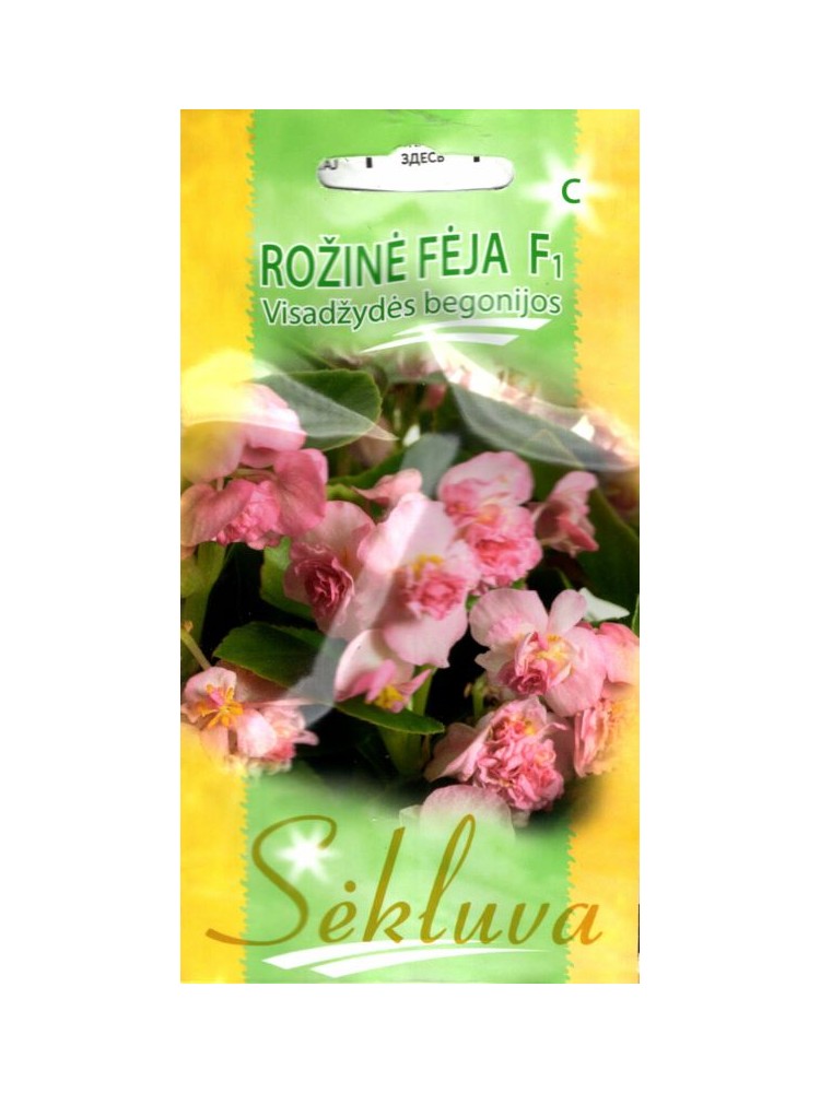 Begonia stale kwitnąca 'Różowa wróżka' H, 30 nasion