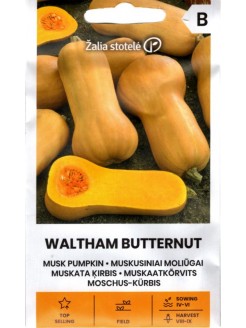Dynia piżmowa 'Waltham Butternut', nasiona w internecie