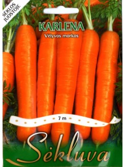 Marchew 'Karlena' 7 m na taśmie