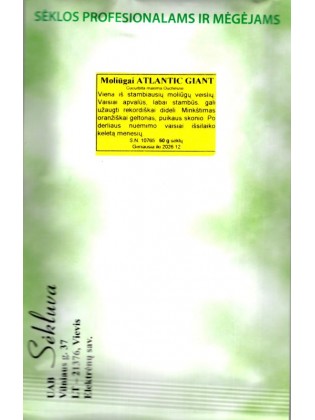 Dynia 'Atlantic Giant' 50 g