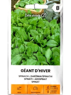 Szpinak warzywny 'Geant D'Hiver'