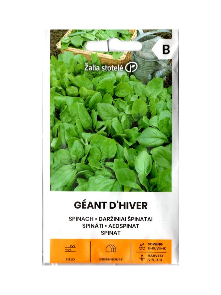 Szpinak warzywny 'Geant D'Hiver'