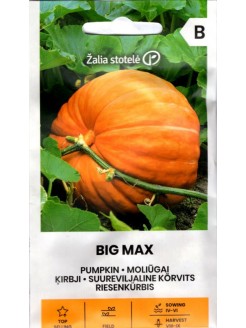 Dynia 'Big Max' 3 g