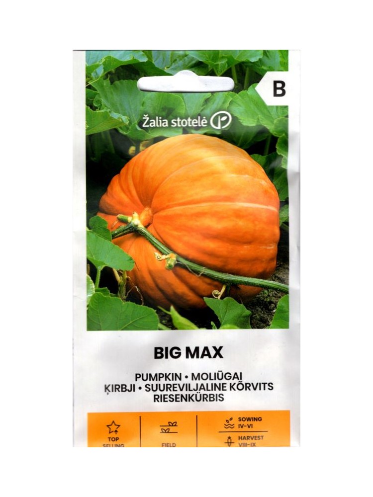 Dynia 'Big Max' 3 g