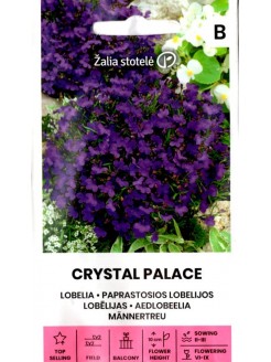 Lobelia przylądkowa 'Crystal Palace'