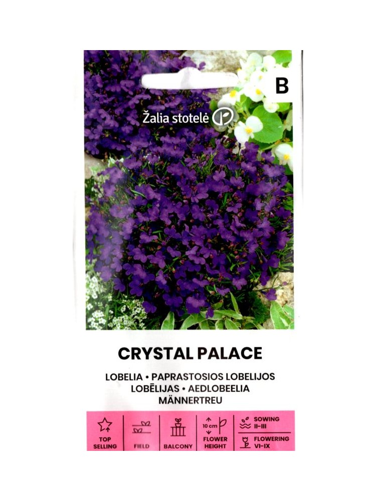 Lobelia przylądkowa 'Crystal Palace'