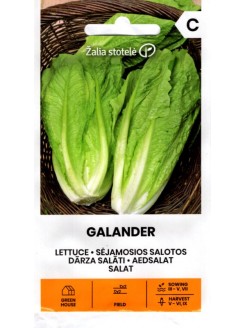 Sałata rzymska 'Galander'