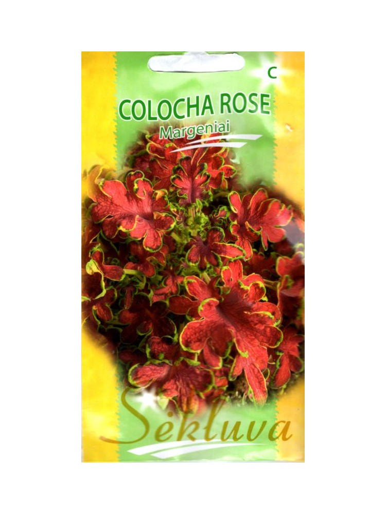 Koleus Blumego 'Colocha Rose' 20 nasion